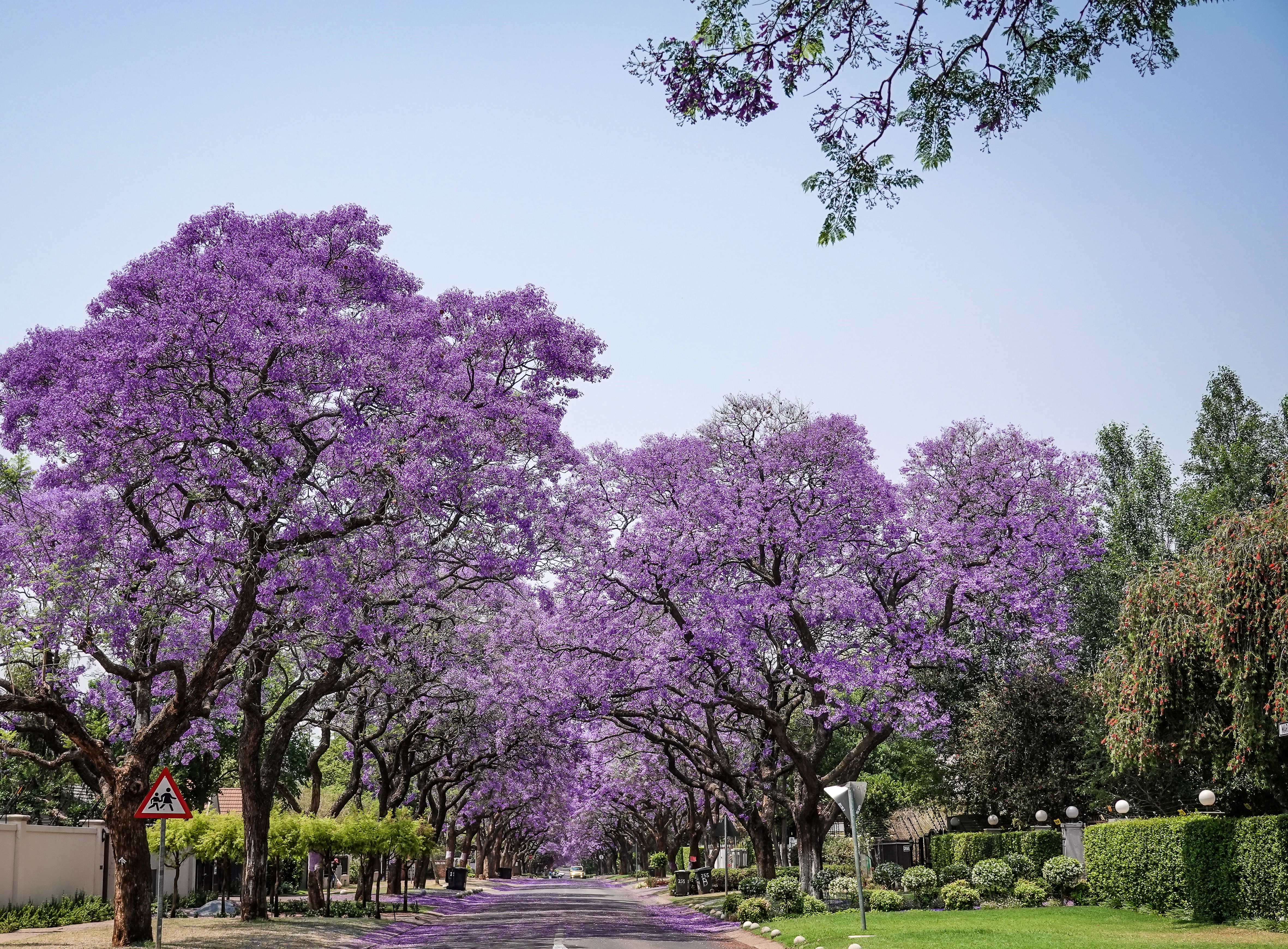 Apartment towers rising above jacaranda trees on a quiet Kileleshwa side road