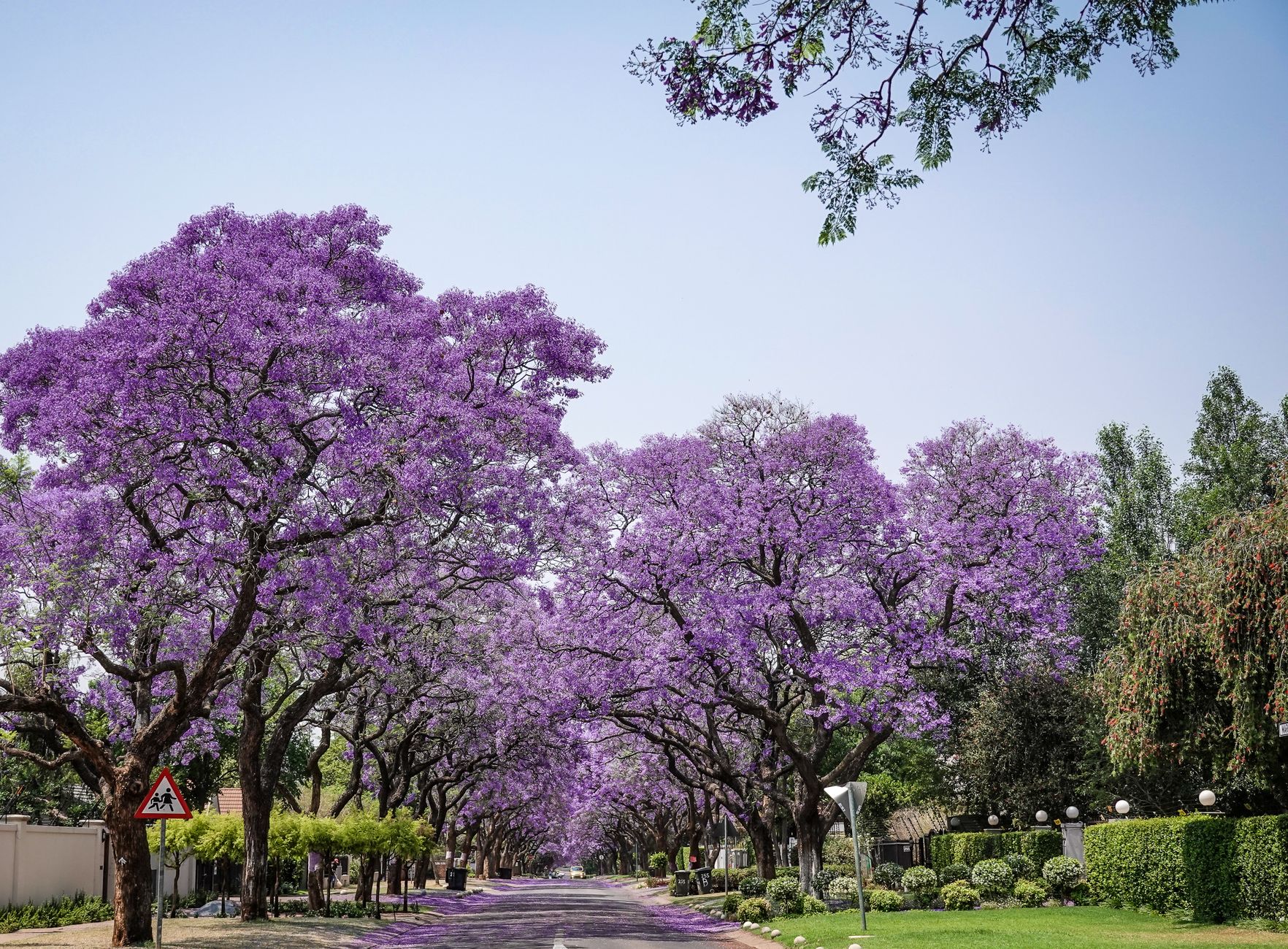 Apartment towers rising above jacaranda trees on a quiet Kileleshwa side road