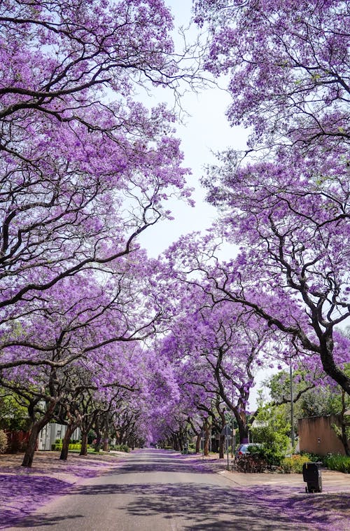 Darmowe zdjęcie z galerii z chodnik, drzewa jacaranda, gałąź