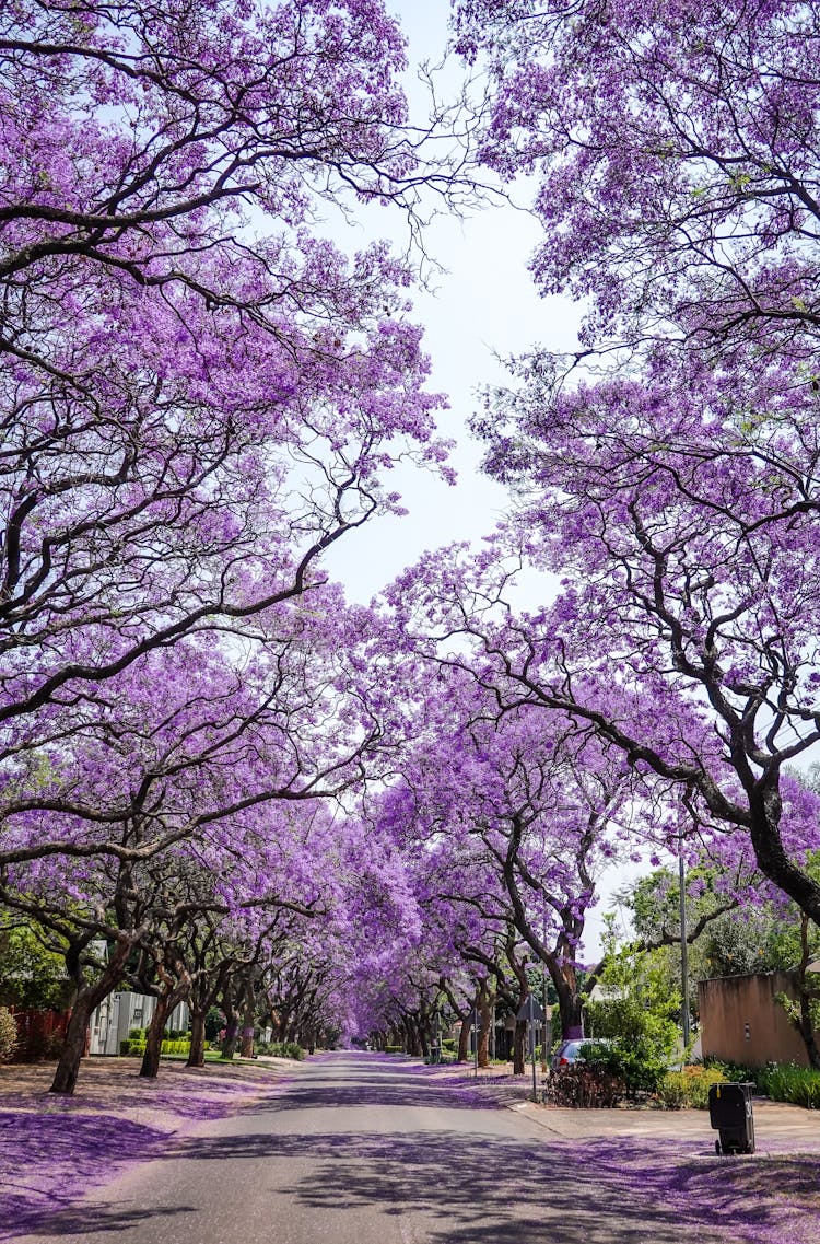 Blooming Jacaranda Sub Tropical Trees On Street  Sidewalk