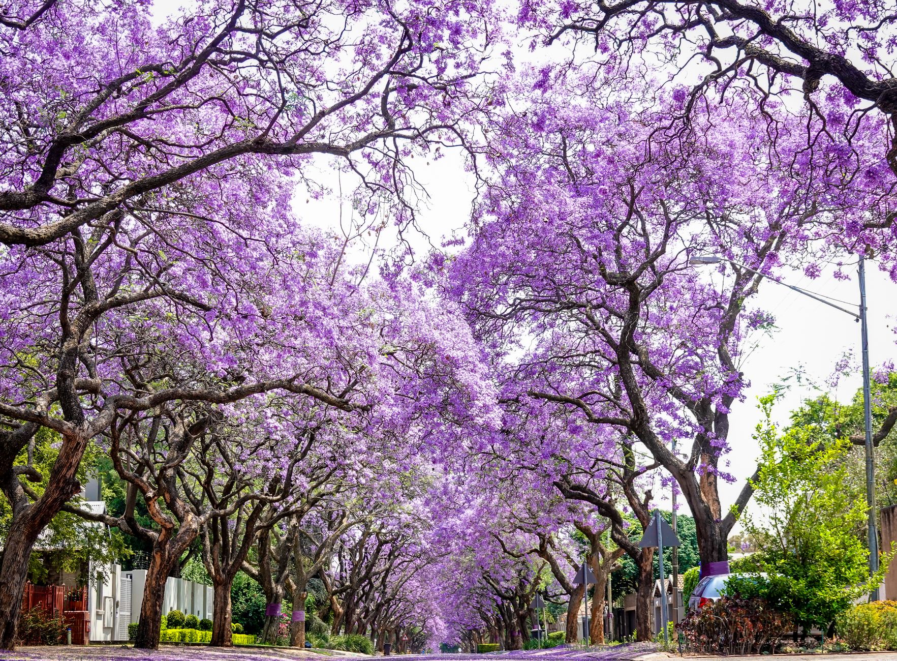 Jacaranda blossom over a Nairobi road under a clearing sky