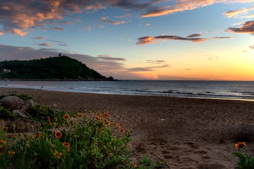 Kostenloses Stock Foto zu abend, blumen, horizont