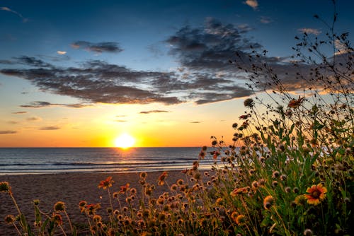 Flowers on Beach at Sunset