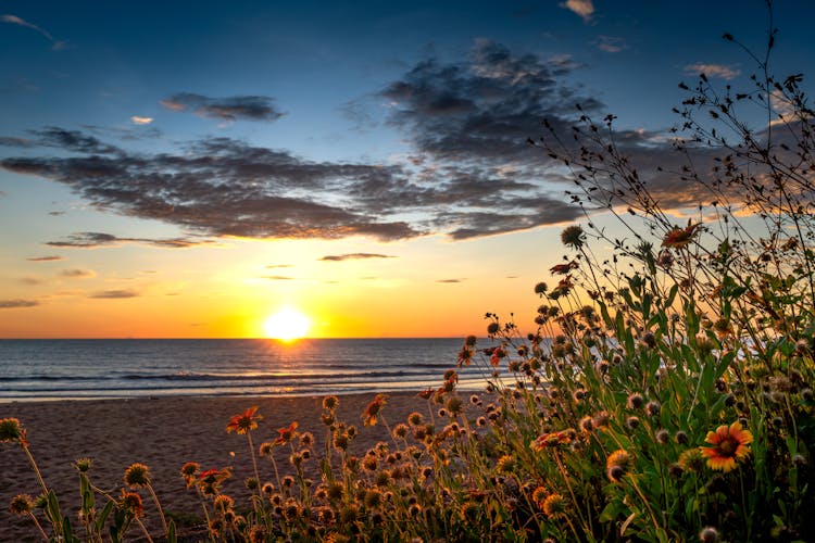 Flowers On Beach At Sunset