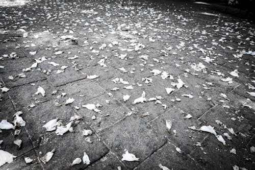 White Flowers Petals on Pavement