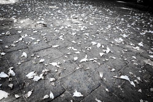 Free Scattered white flower petals on a textured urban pavement, creating a serene scene. Stock Photo