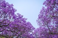 Stunning view of Jacaranda trees with vibrant purple blossoms against a clear blue sky, capturing spring's essence.
