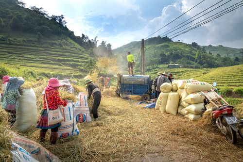 Free Farmers working together to harvest rice in lush terraced fields under a clear sky. Stock Photo