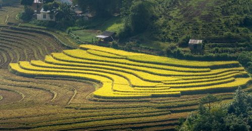 Free A breathtaking aerial view of golden rice terraces in a rural countryside setting. Stock Photo