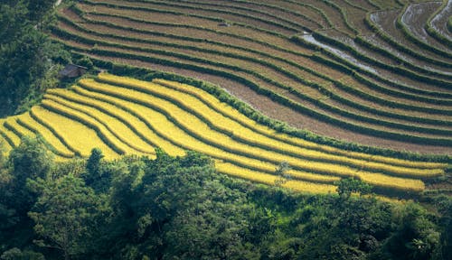 Rice Terraces Agricultural Land