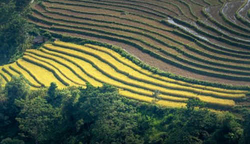 Free Stunning aerial view of green and yellow rice terraces in a serene countryside landscape. Stock Photo