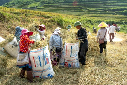 Darmowe zdjęcie z galerii z pole ryżowe, praca, rolnicy