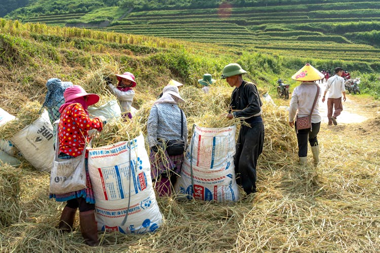 Farmers Working Together On A Field