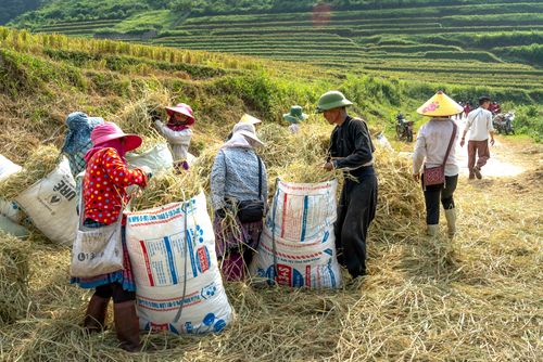 Free Group of farmers working together in vibrant rice terraces, harvesting paddy under clear skies. Stock Photo