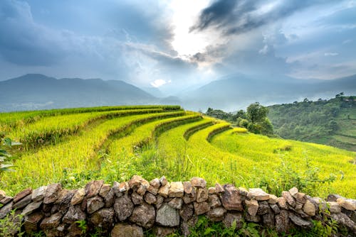 A Beautiful Paddy Field Under Blue Sky