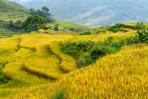 Imagine de stoc gratuită din câmp, câmp de orez, fotografie de la înălțime