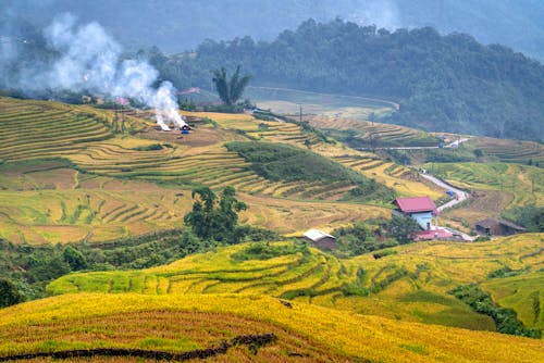Rice Plantation on The Mountain Terraces