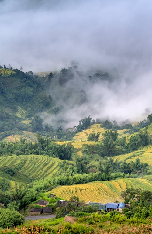 Fog Over Rice Terraces and Green Trees