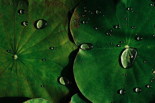 ユリ、パッド, 水滴, 緑の無料の写真素材