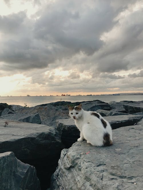 White Tabby Cat Sitting o n Big Rock Under White Cloudy Sky