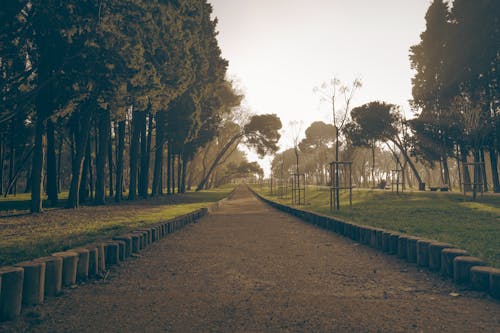 Foto d'estoc gratuïta de arbres verds, camp verd, carrer