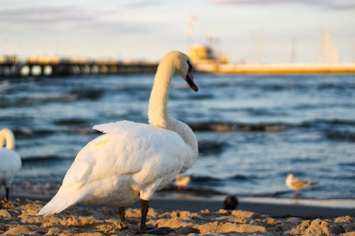 Swan Standing On Sand