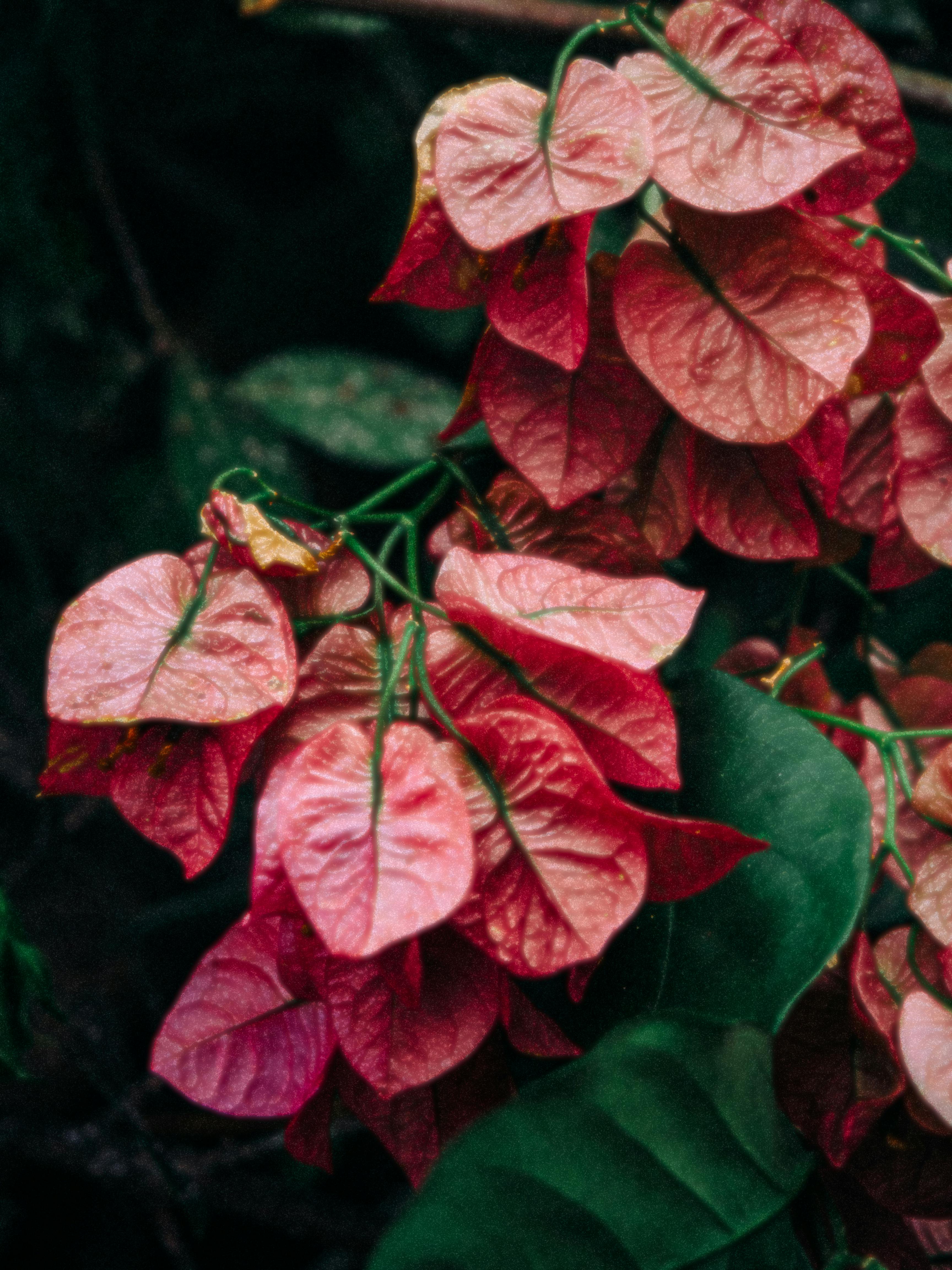 Discover the Vibrant Charm of Chinese Fringe Flower: Your New Favorite Evergreen Shrub