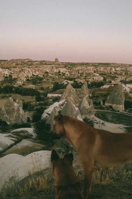 Two dogs overlooking the scenic rock formations of Göreme, Turkey at dusk.