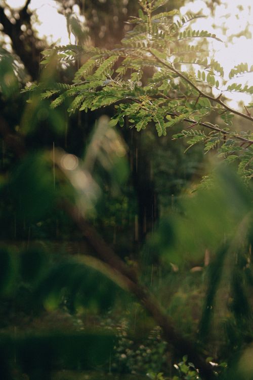 Free A tranquil scene of leaves in the rain against a sunlit backdrop, captured in Ukraine's natural setting. Stock Photo