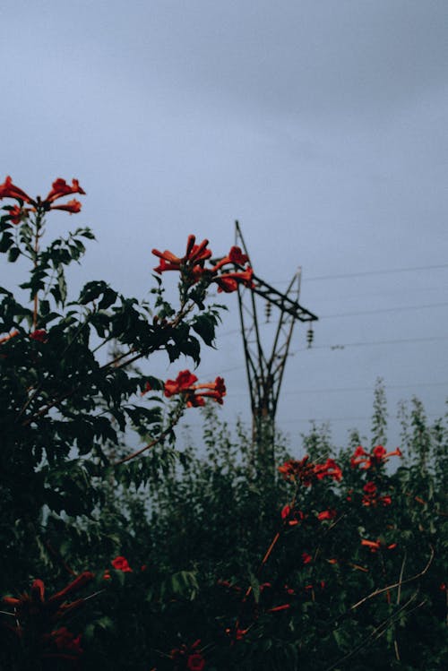 Darmowe zdjęcie z galerii z czerwone kwiaty, kwiaty, kwitnięcie