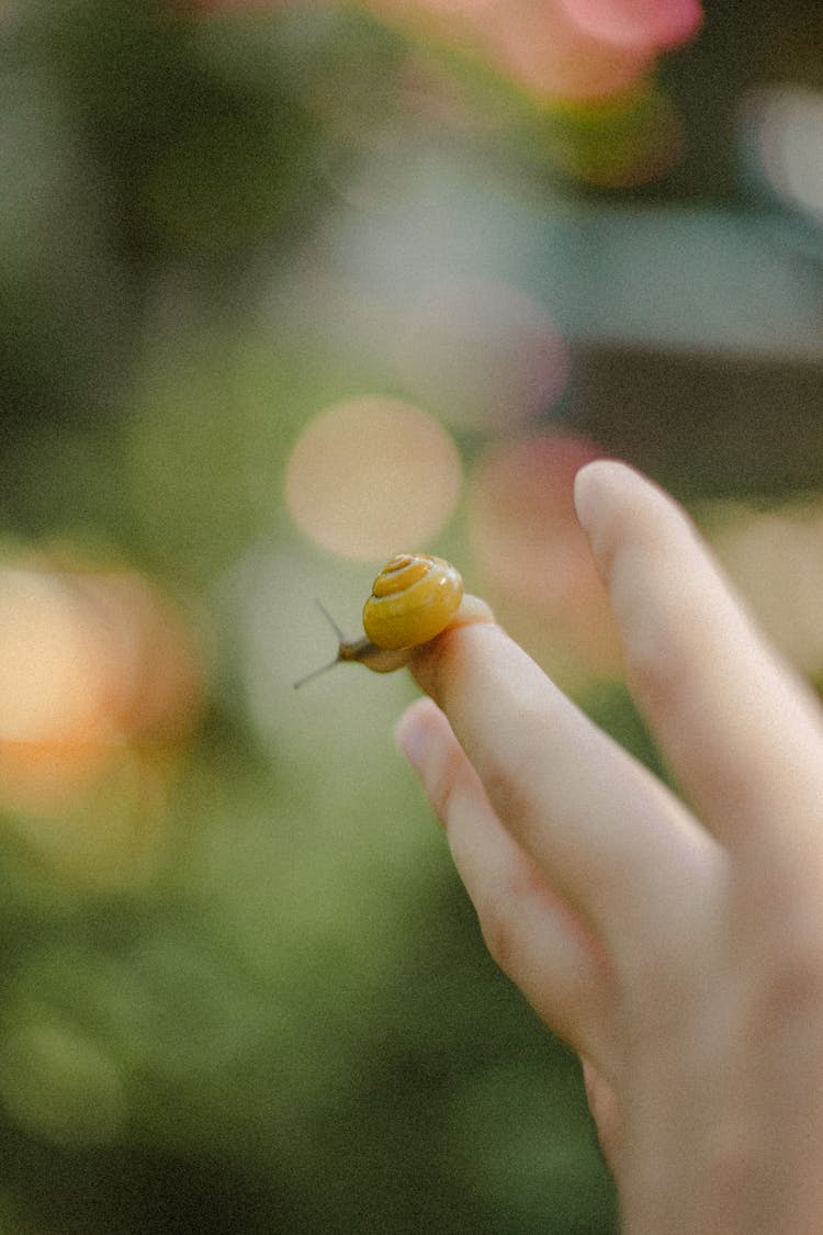 A Small Snail On Finger