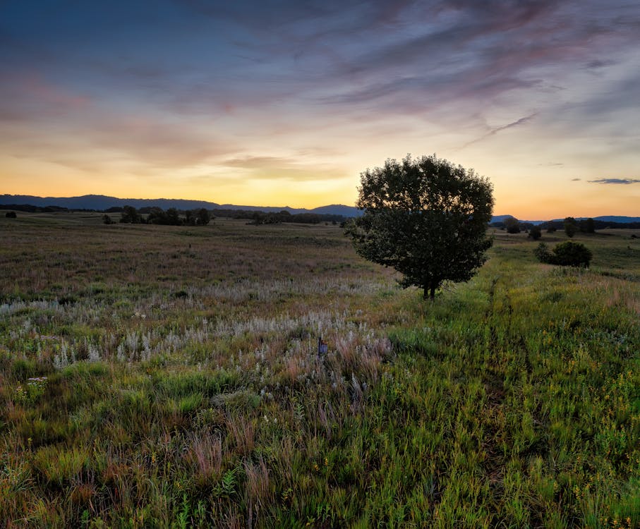 A Grass Field with Tree Under the Cloudy Sky