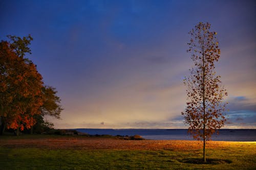 Immagine gratuita di alba, ambiente, autunno