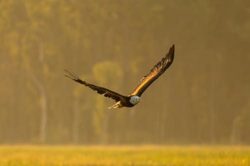 Бесплатное стоковое фото с Белоголовый орлан, крылья, летающий