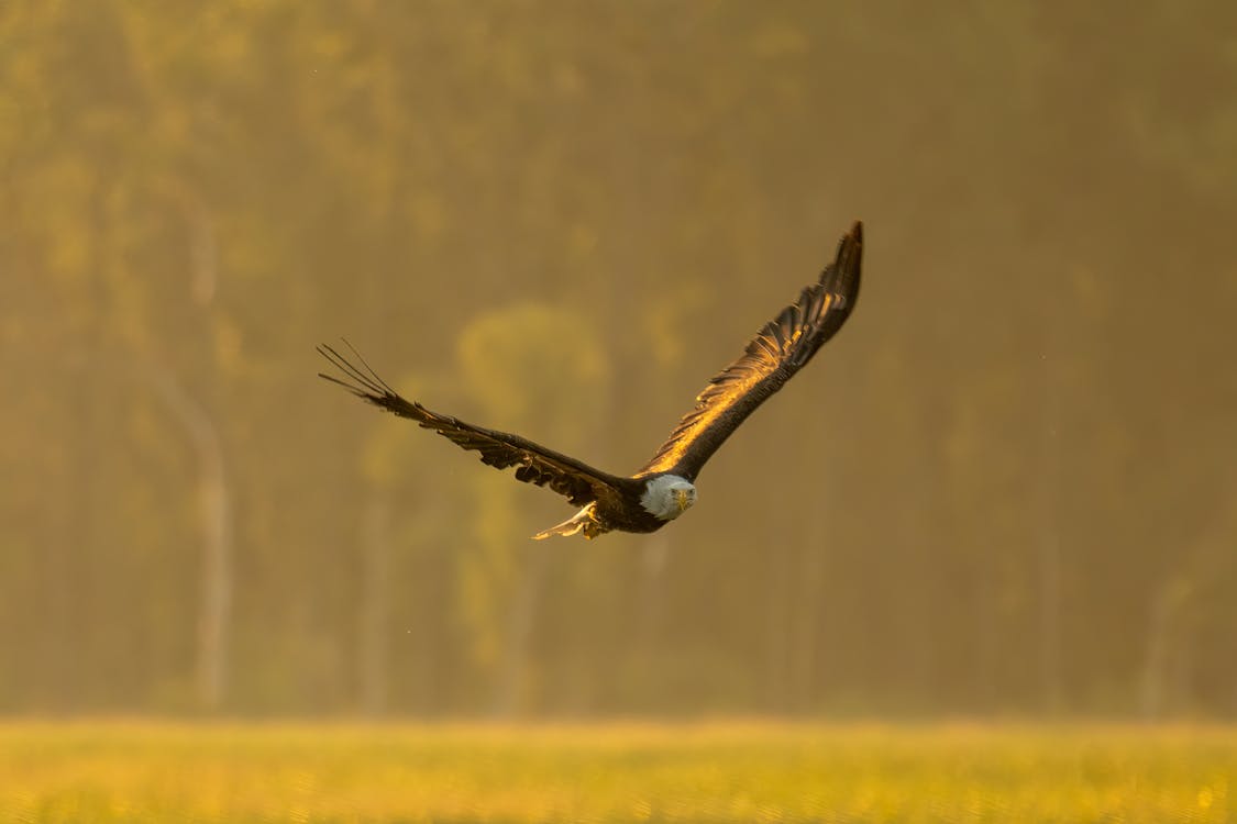 Eagle Flying Low on Grass Field