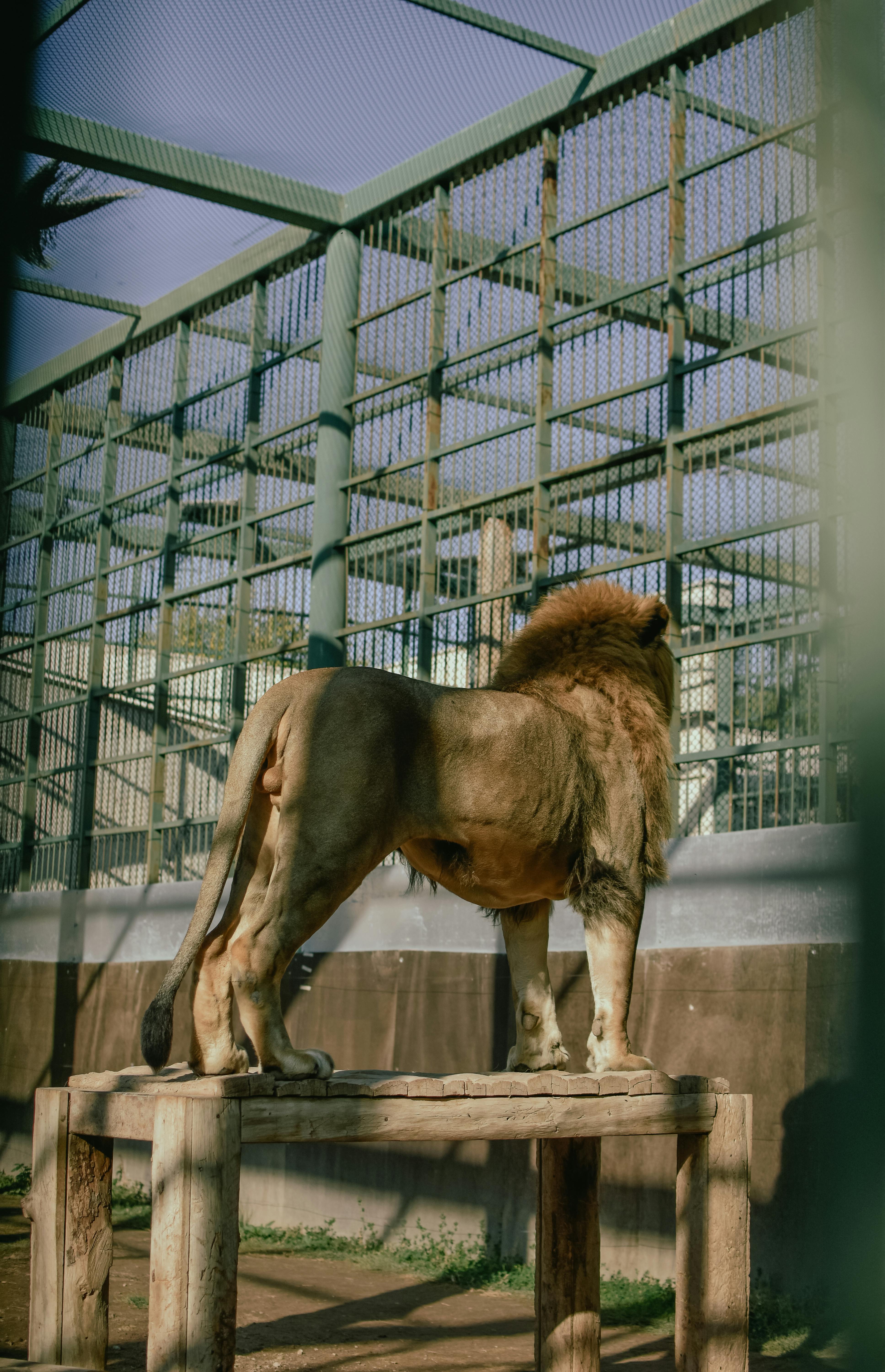 back view photo of lion on wooden table