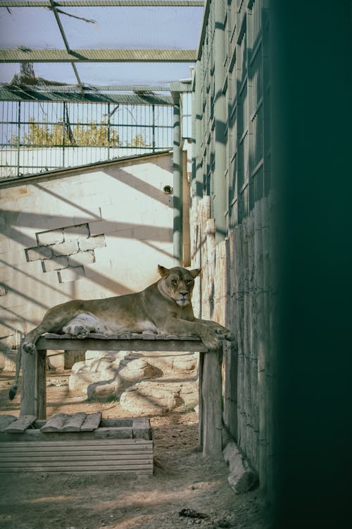 A Lioness Lying Down on a Wooden Table in Captivity