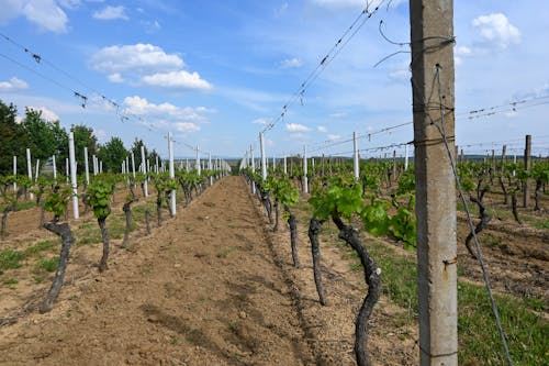 Fotos de stock gratuitas de bodega, campos de cultivo, cielo azul