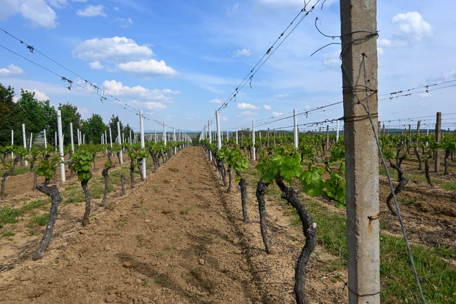 Beautiful vineyard rows under a bright blue sky in a rural setting.