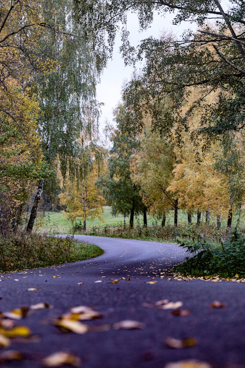 A Concrete Road Between Green Trees at the Park