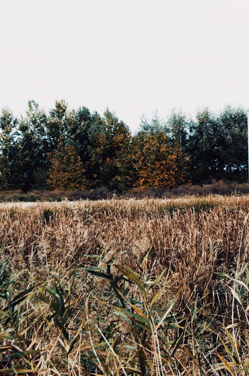 Dry Grass Bushes on Corn Field