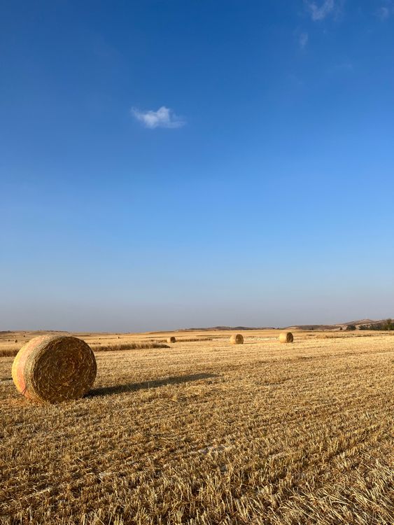 Bales on Wheat Field Under Blue Sky · Free Stock Photo