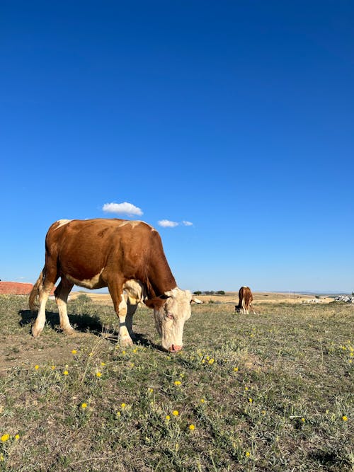 Gratis stockfoto met akkerland, blauwe lucht, boerderij