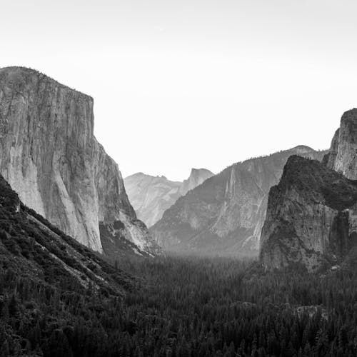 Grayscale Photography of Coniferous Trees and Rocky Mountains