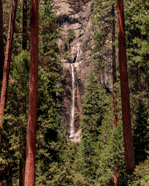 Waterfalls Surrounded by Green Trees in the Forest