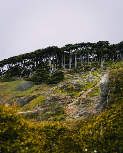 Darmowe zdjęcie z galerii z cypress trees, drzewa, góry