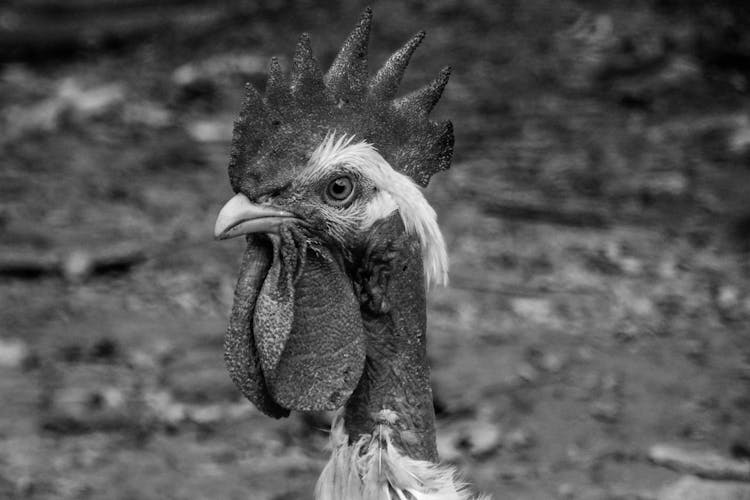 Grayscale Photo Of Rooster Head