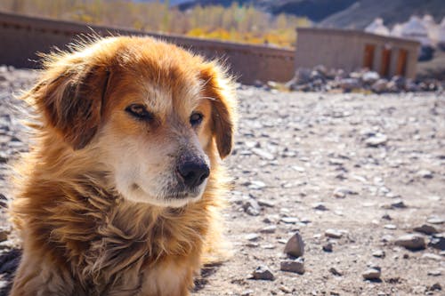 Free stock photo of dog, india, leh