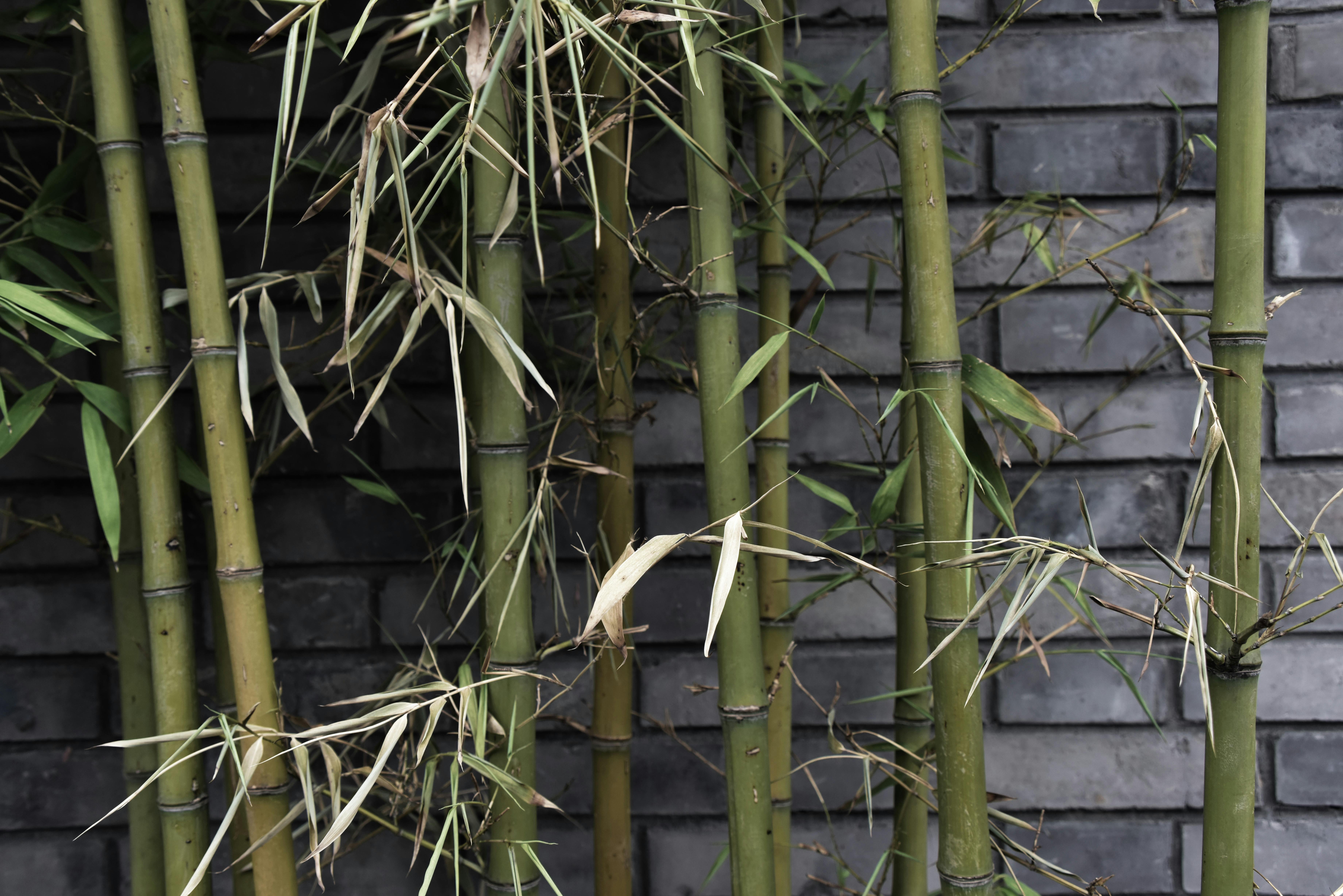 Free stock photo of bamboo, chinese architecture
