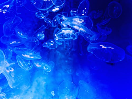 Free Jellyfish on Blue Background Stock Photo
